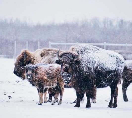 FortWhyte bison